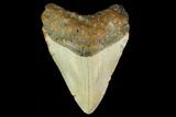 Fossil Megalodon Tooth - North Carolina #131587-1